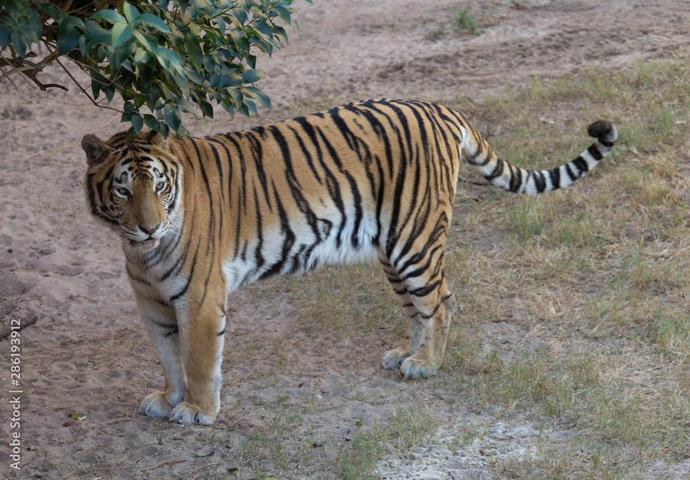 Fototapeta premium Bengal tiger in a captive enviornment