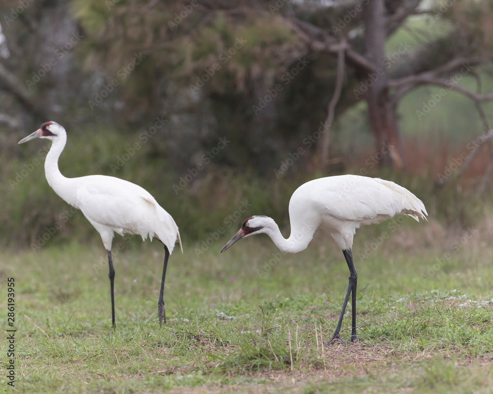 Obraz premium Critically Endangered Whooping Cranes at Texas Nature Preserve