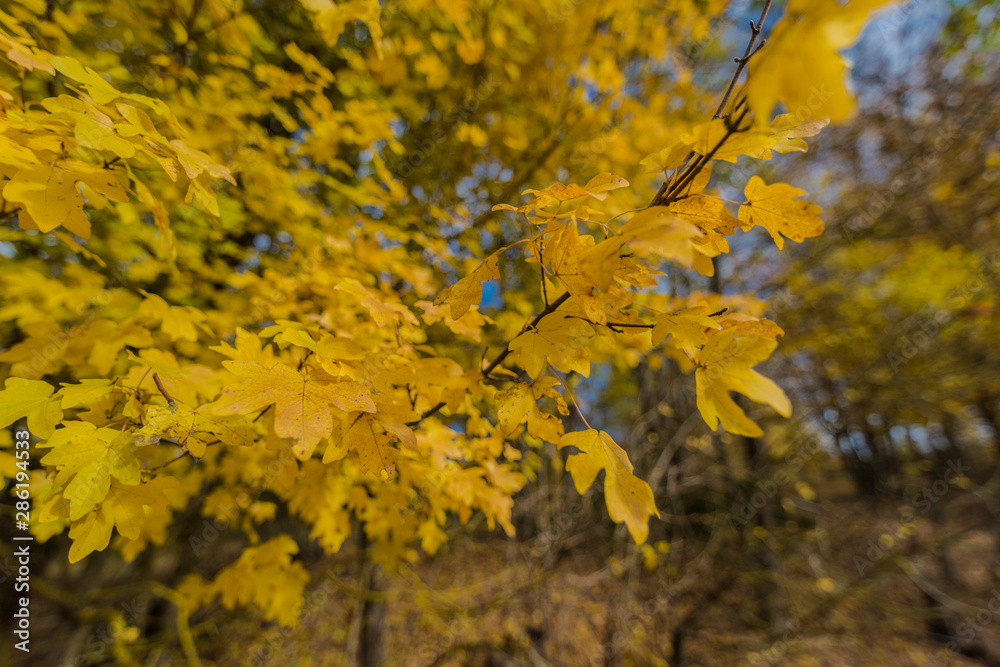 Autumn mood calm oak fruits and nuts on a tree in nature nice calm atmosphere. Autumn mood calm oak fruits and nuts on a tree in nature nice calm atmosphere.