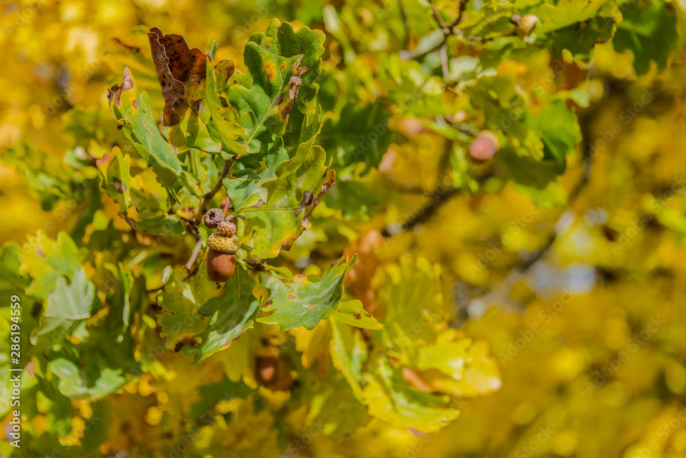 Autumn mood calm oak fruits and nuts on a tree in nature nice calm atmosphere.