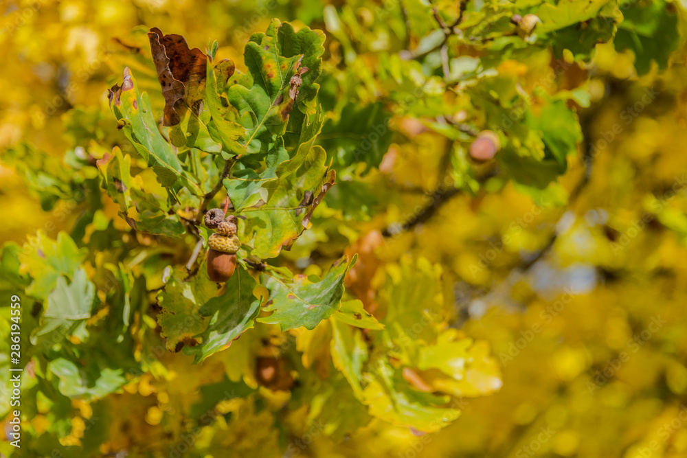 Autumn mood calm oak fruits and nuts on a tree in nature nice calm atmosphere. Autumn mood calm oak fruits and nuts on a tree in nature nice calm atmosphere.