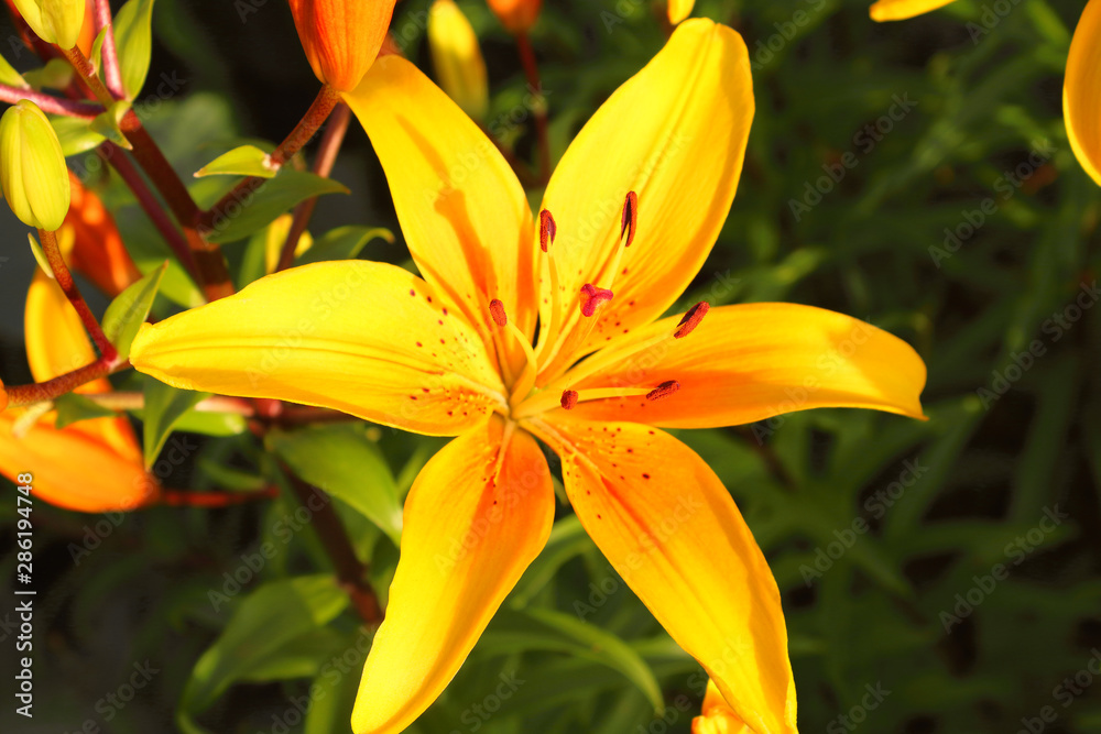 Beautiful yellow lily flower. Close-up. Background. Beautiful yellow lily flower. Close-up. Background.