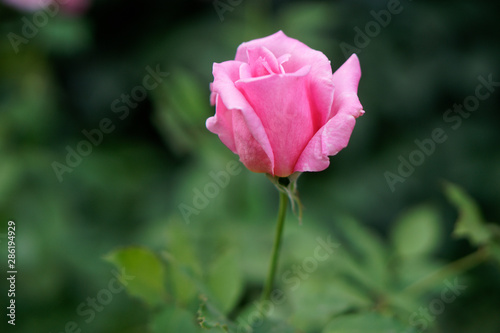 Pink garden rose in the flowerbed of a city park. Romance and love. Close-up. Shallow depth of field