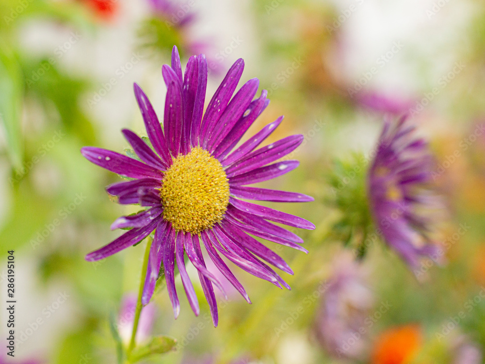 Obraz premium flowers purple daisies in the foreground with blurred background
