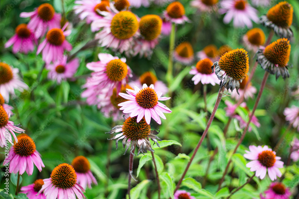 Flowers Flowers