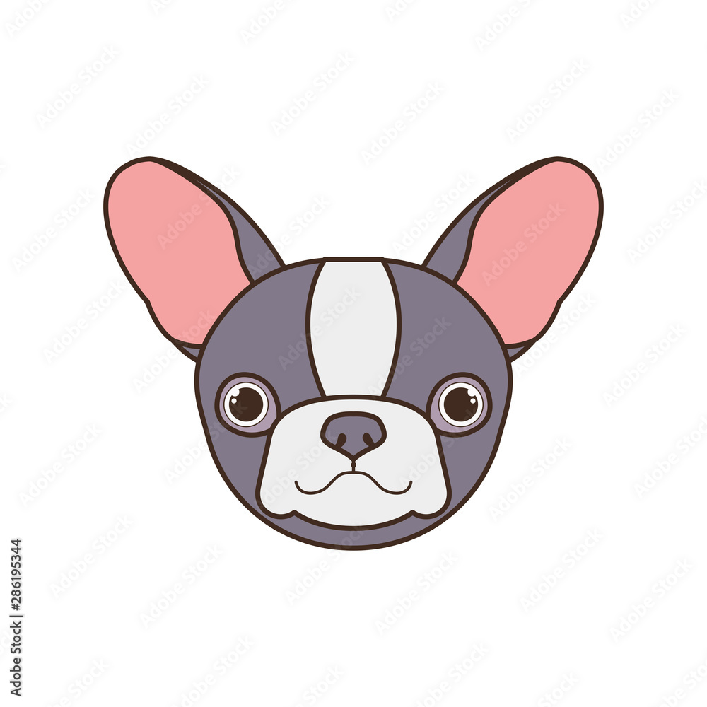 head of cute boston terrier dog on white background