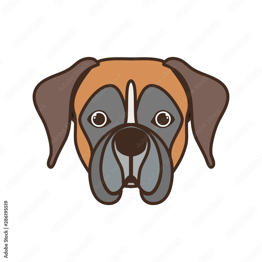 head of cute boxer dog on white background