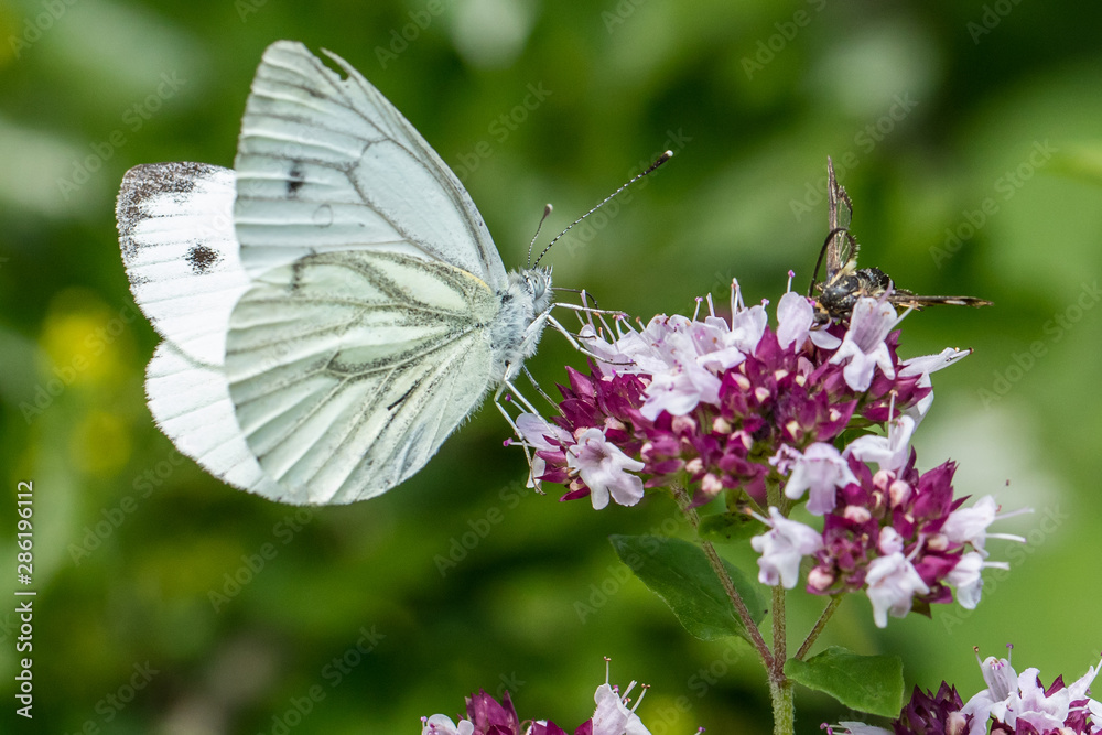 Green-veined white butterfly (Pieris napi) collecting nectar on blossom Green-veined white butterfly (Pieris napi) collecting nectar on blossom