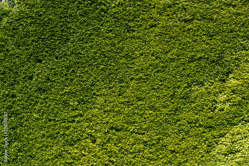 green leave background
