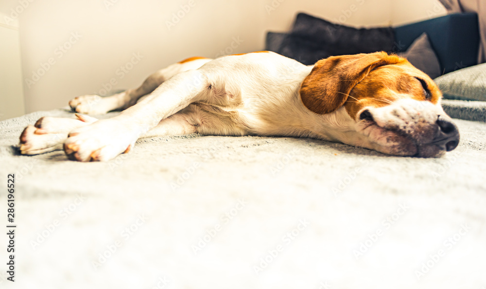 Dog sleeping on sofa in bright room on blanket. Copy space