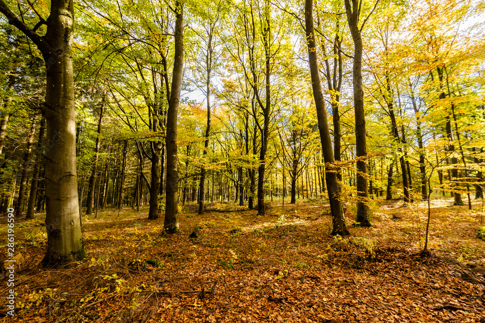 Obraz premium beautiful landscape in the nature. Trees fields and no people.