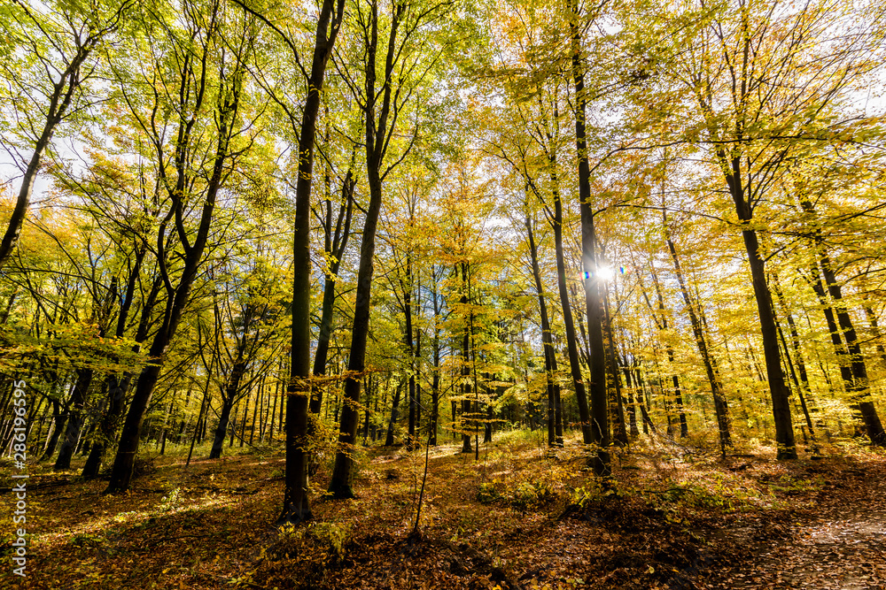 beautiful landscape in the nature. Trees fields and no people.