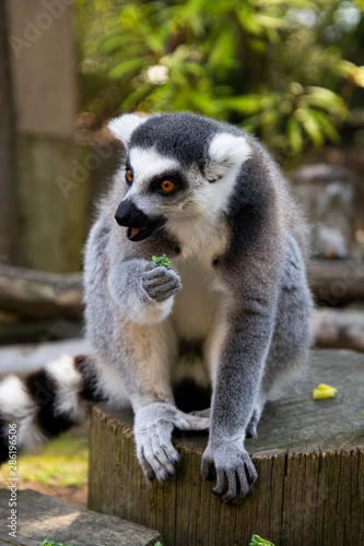 Close up Lemur monkey at the zoo, summer day. Cute extic animals. © Inga
