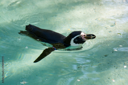 Humboldt penguins sweeming in water. Little cute pinguins at the zoo