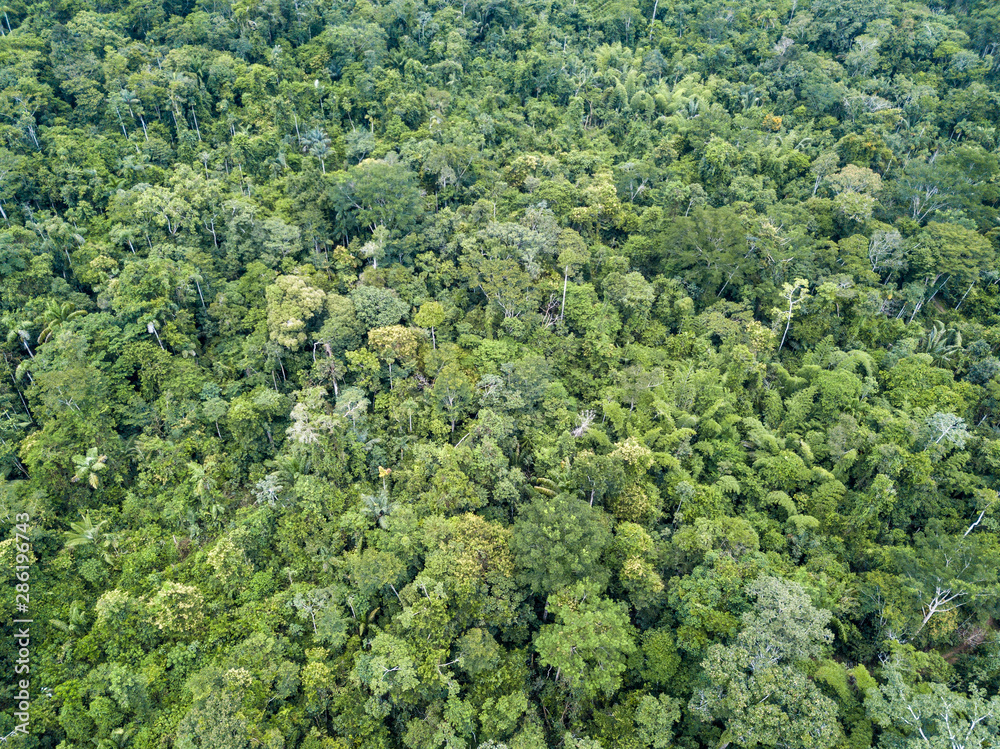 Beautiful  drone aerial view of tree tops of brazilian amazon rainforest in summer sunny day. Concept of conservation, ecology, biodiversity, global warming, environment and climate change.