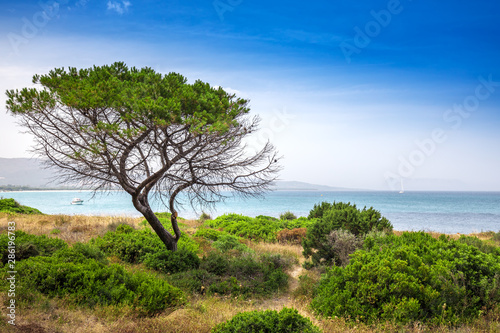 Fototapeta Naklejka Na Ścianę i Meble -  Budoni beach on Sardinia island, Sardinia, Italy, Europe.