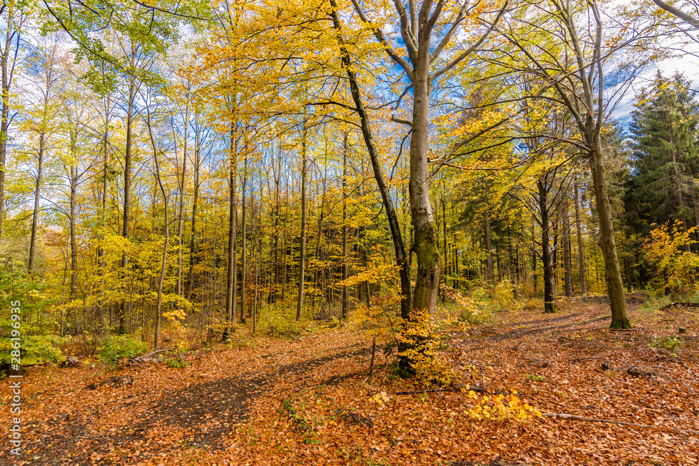 Obraz premium beautiful landscape in the nature. Trees fields and no people.