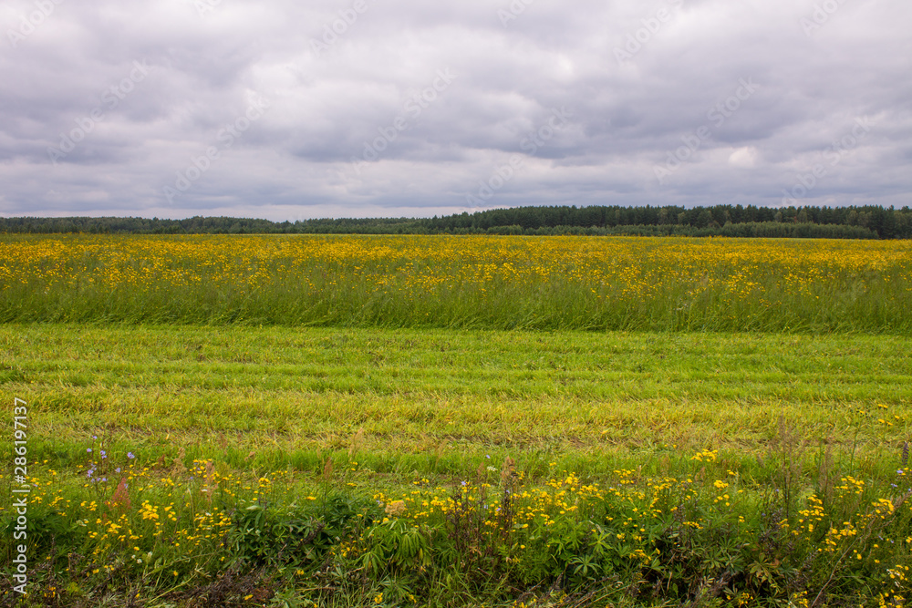 Large field with yellow flowers and partially mowed grass