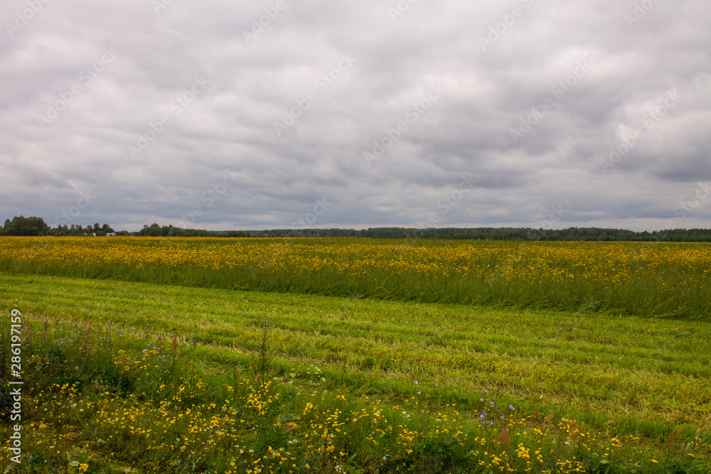 Large field with yellow flowers and partially mowed grass