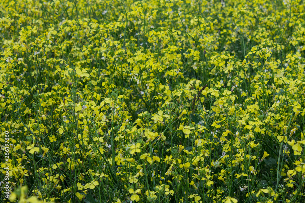 Fototapeta premium Meadow with yellow rape flowers close-up