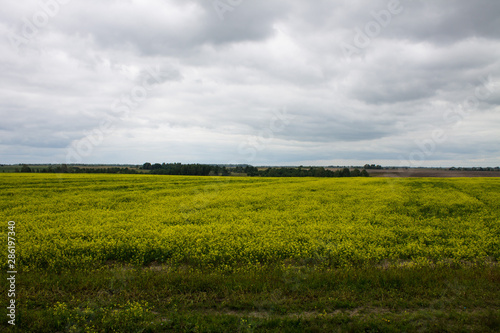 Field with yellow rape flowers with horizon and cloudy sky