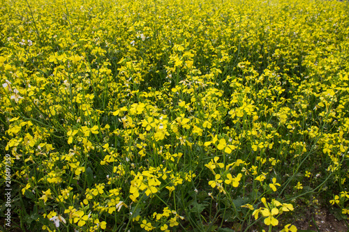 Meadow with yellow rape flowers close-up