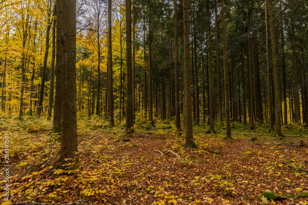 Obraz premium beautiful landscape in the nature. Trees fields and no people.