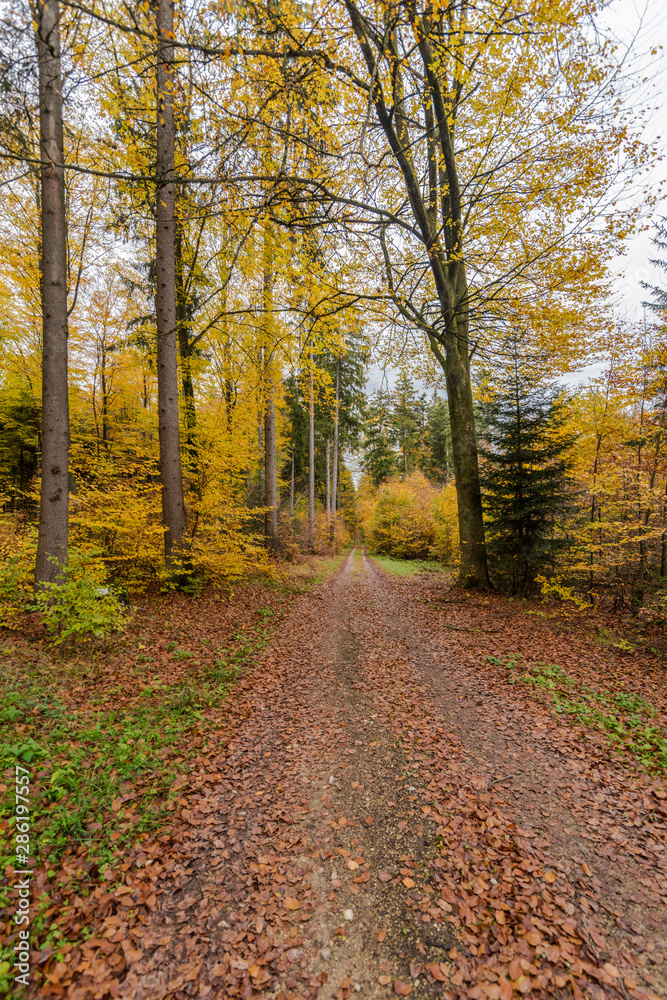 beautiful landscape in the nature. Trees fields and no people.