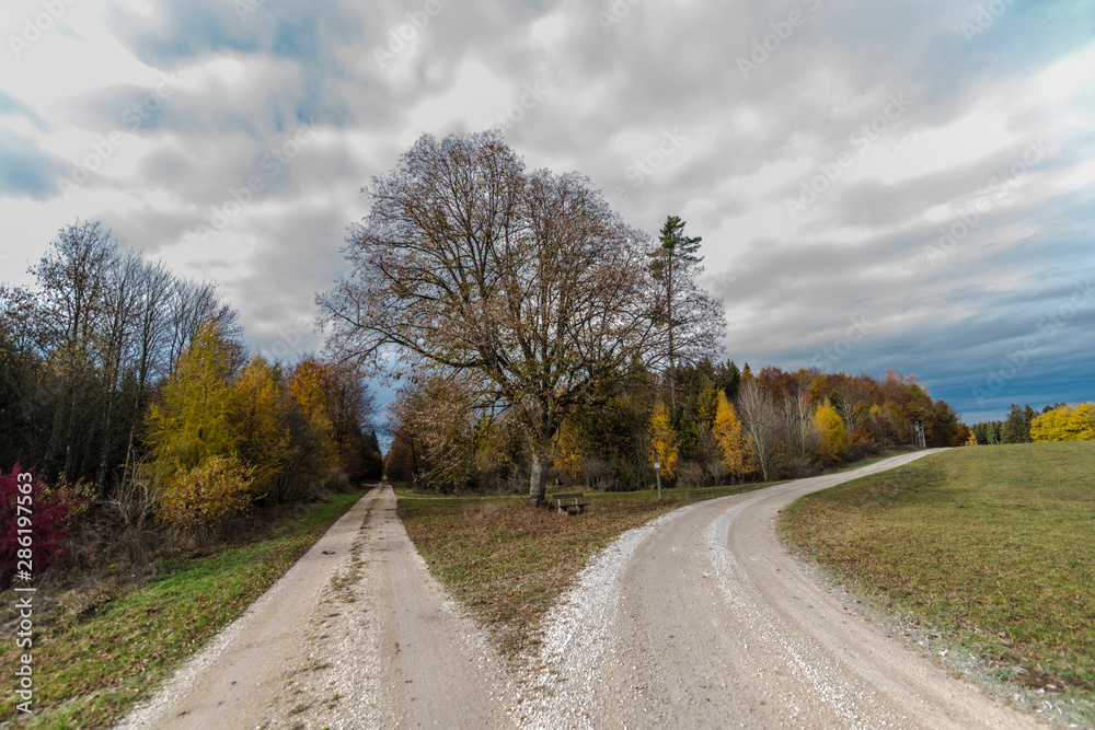 Fototapeta premium beautiful landscape in the nature. Trees fields and no people.
