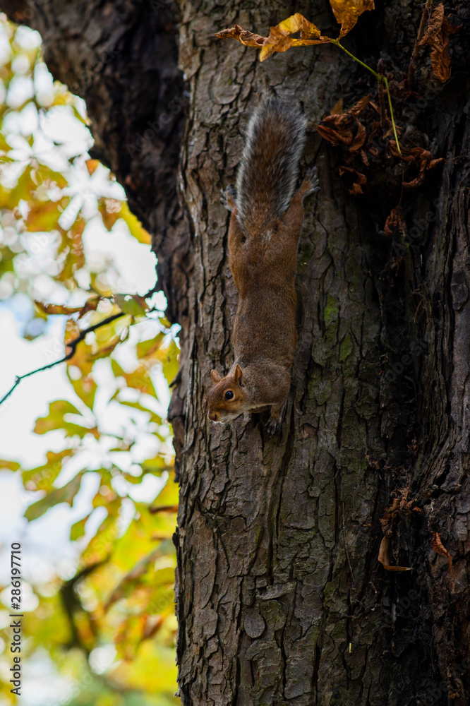 Fototapeta premium Portrait of a Brown Squirrel on rough bark texture