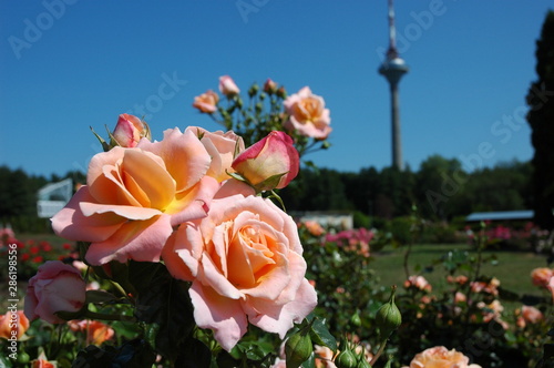 Roses in Tallin botanical garden and television tower