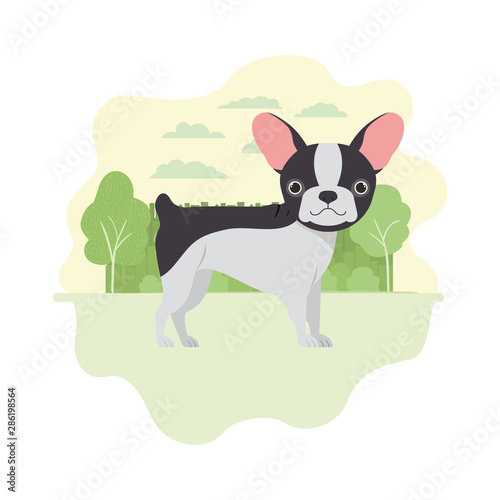 cute boston terrier dog on white background © grgroup