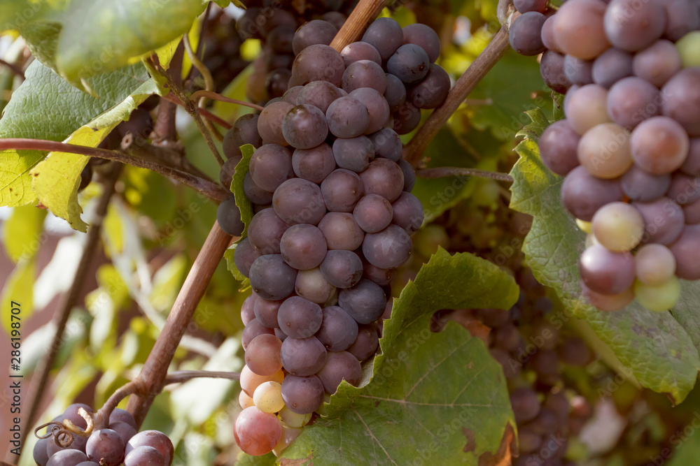 Harvesting grapes. Juicy ripe grapes at sunset.