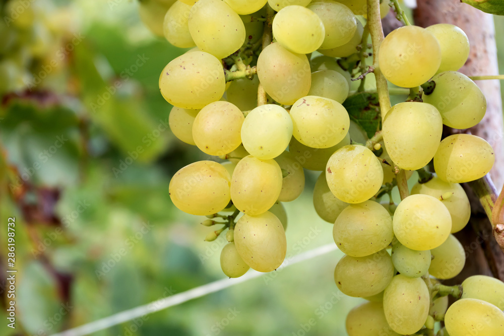Harvesting grapes. Juicy ripe grapes at sunset. Harvesting grapes. Juicy ripe grapes at sunset.