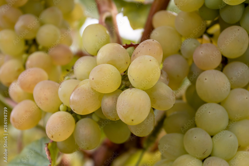 Harvesting grapes. Juicy ripe grapes close-up. Harvesting grapes. Juicy ripe grapes close-up.