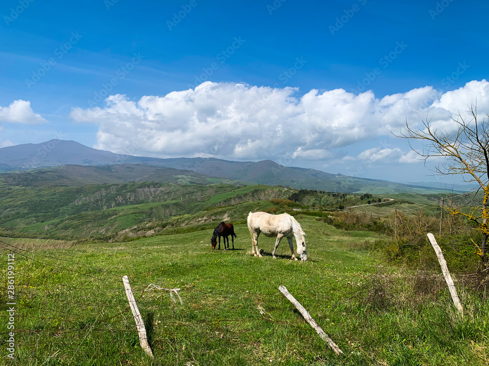 Free horses graze among the green hills.