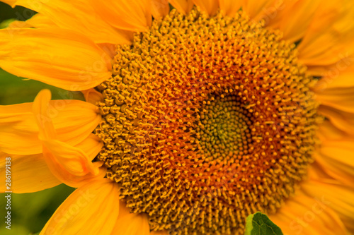 Yellow blooming sunflower macro with petals