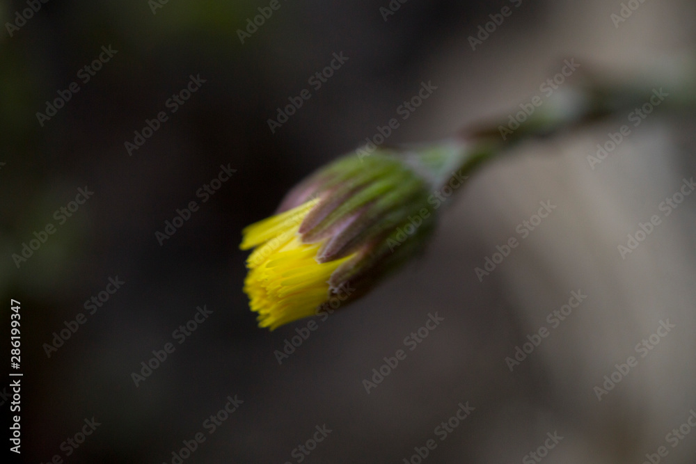 Wild flower macro bloom in spring and summer Wild flower macro bloom in spring and summer