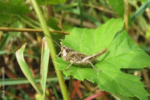 Beautiful brown grasshopper on leaf in the garden, closeup