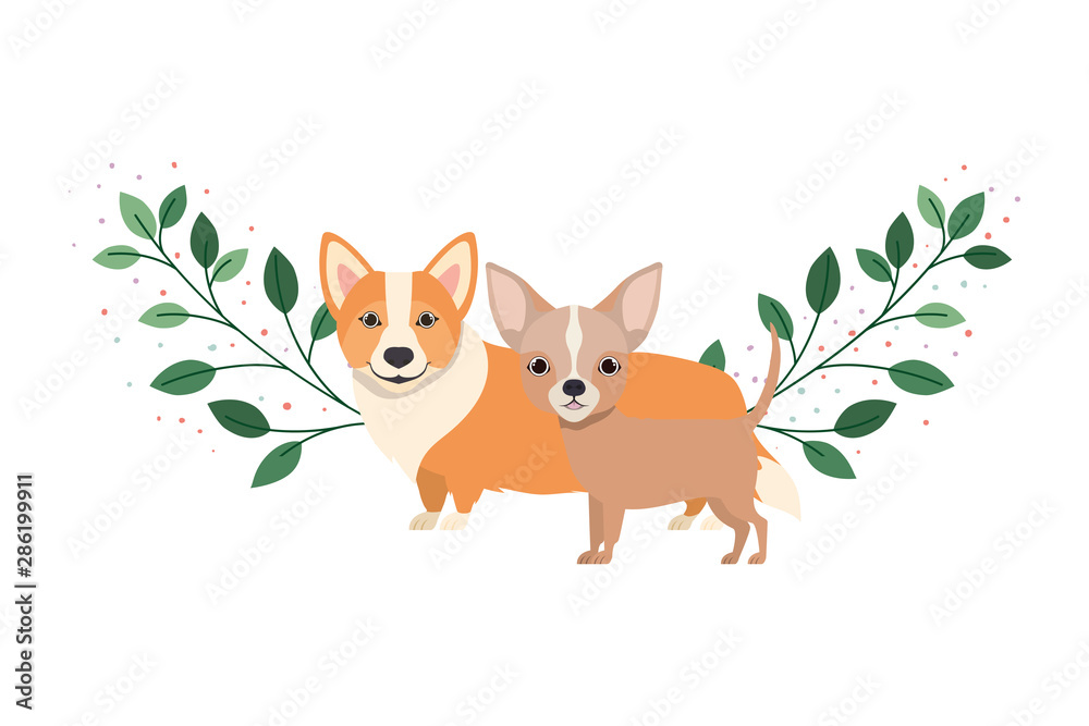 cute and adorable dogs on white background cute and adorable dogs on white background