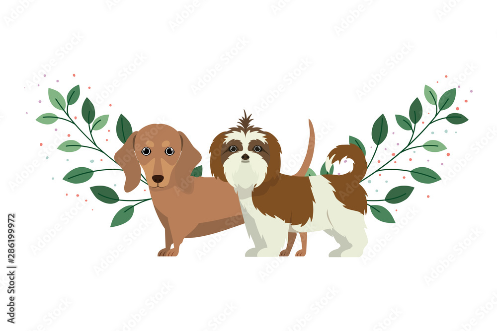 cute and adorable dogs on white background