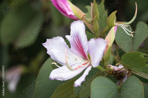 pink lily flower