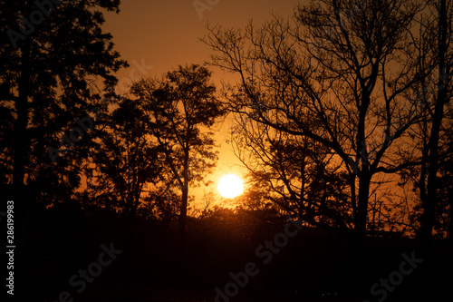 sunset in forest © Regiane