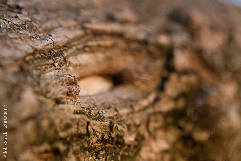 Nature wood flaws macro texture Nature wood flaws macro texture