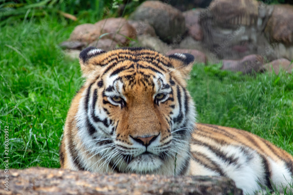 Tiger Portrait