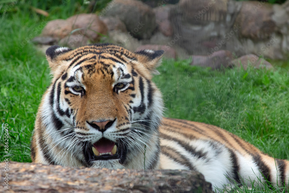 Fototapeta premium Tiger Portrait