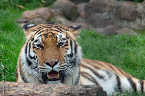 Tiger Portrait