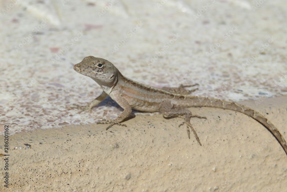 Brown tropical anole lizard on stone in Florida wild, closeup Brown tropical anole lizard on stone in Florida wild, closeup