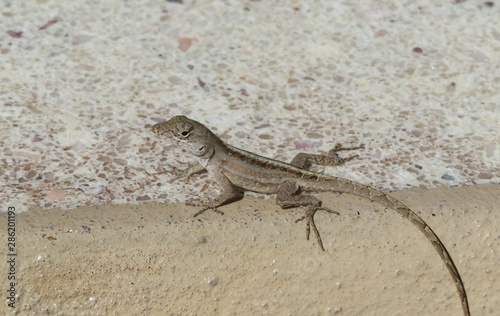 Tropical anole lizard on ground in Florida wild  closeup