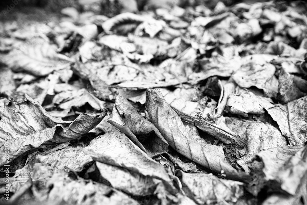 Naklejka premium leaves